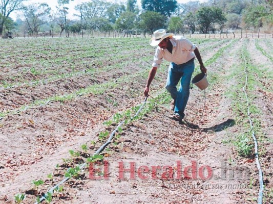 Prevén una cosecha de 1.7 millones de quintales de granos en el sur de Honduras