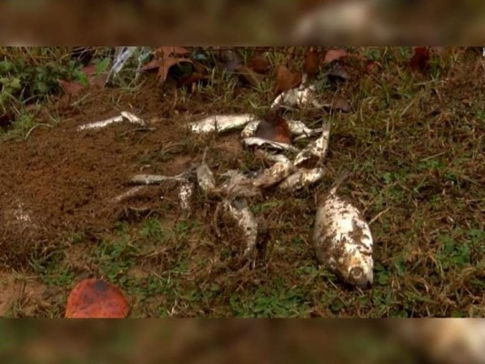 Llueven peces en Texas, Estados Unidos, tras un extraño evento meteorológico&nbsp;&nbsp;
