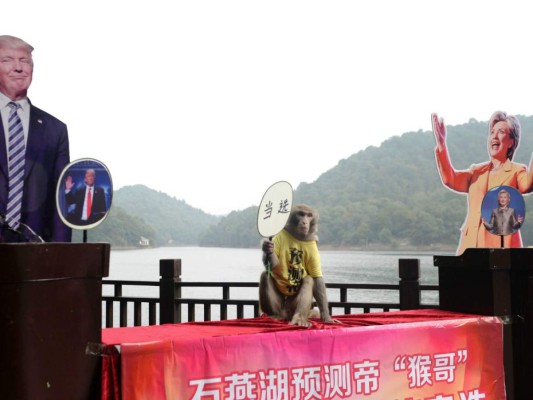 Trump ganará las elecciones de EEUU, según un mono chino 'adivino'