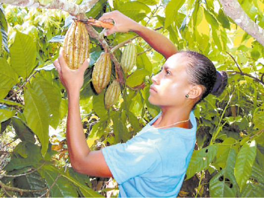 Cacao de Wampusirpi deleita al mundo
