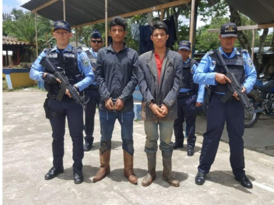 Detienen a dos hombres en posesión de 250 plantas de marihuana en El Paraíso