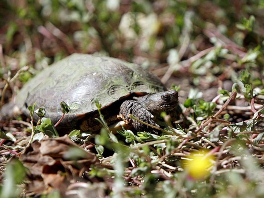 Flora y Fauna