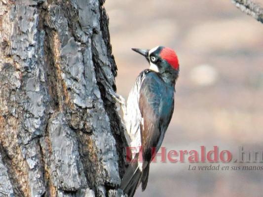 Pulmones del Distrito Central muestran la impresionante belleza de la naturaleza