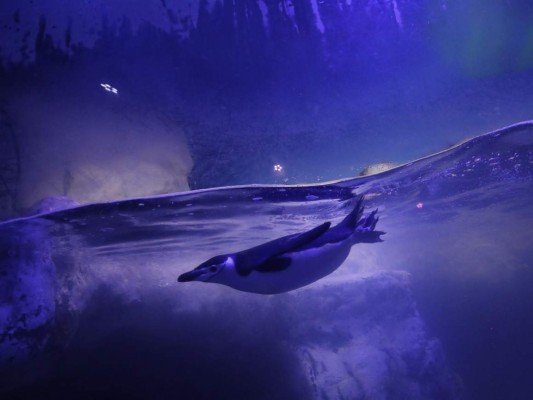 Protestas y la vida durante la pandemia, las mejores fotos de América Latina