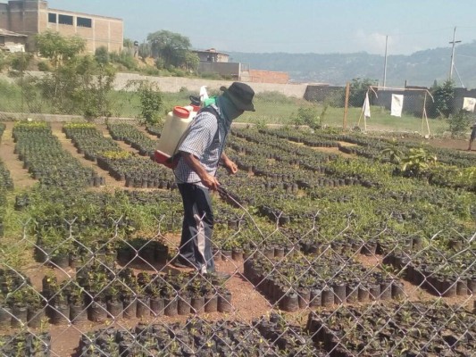Con árboles frutales combatirán la contaminación y el hambre en la capital