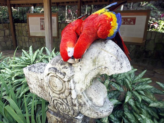 Flora y Fauna