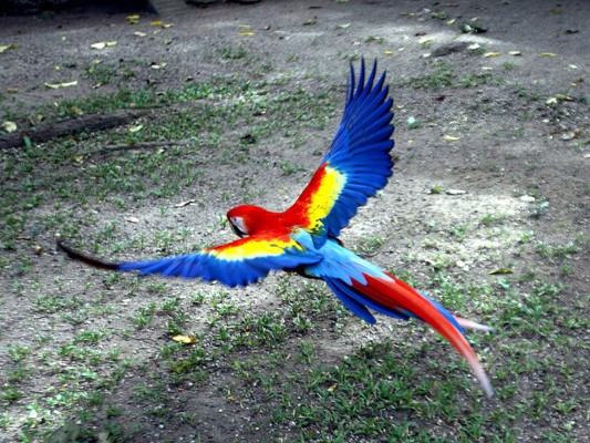 Flora y Fauna