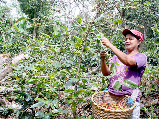 Exportaciones de café en Honduras y en otros ocho países de LA siguen a la baja