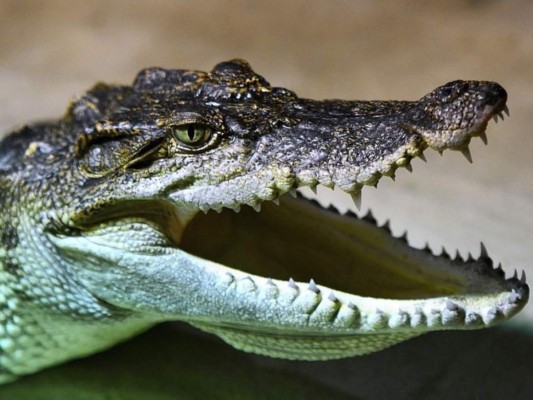 Hallan a un fugitivo desnudo en zona infestada de cocodrilos en Australia