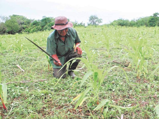 Buscan capitalizar Banadesa con más de L 1,600 millones