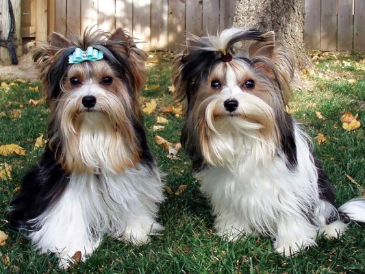 Esta es la nueva raza canina reconocida en EEUU