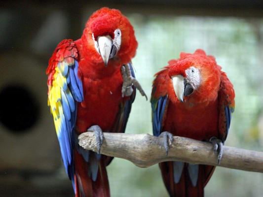 Flora y Fauna