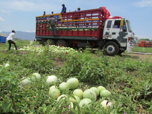 Empresa de Valle transformará la sandía