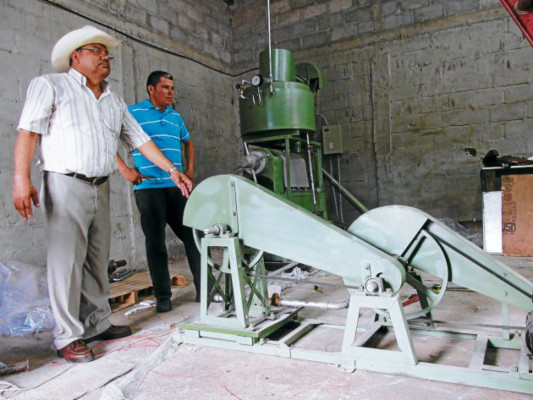 Producirán aceite de la cáscara de la semilla de marañón