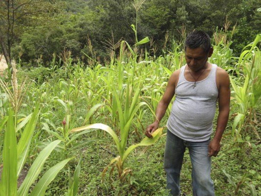 Sequía deja sin alimentos a 1,600 familias del sur de Guajiquiro