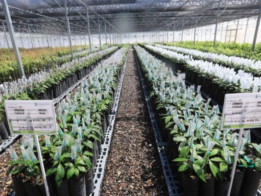 Comayagua alberga el vivero de aguacate más grande de Honduras