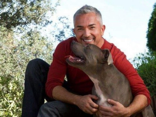 Perros de César Millán evitan que ladrón entre a robar en la casa de su amo