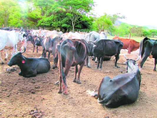 Sequía agobia a ganaderos