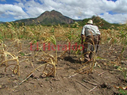 Agricultores de Choluteca y Valle tienen esta semana para sembrar