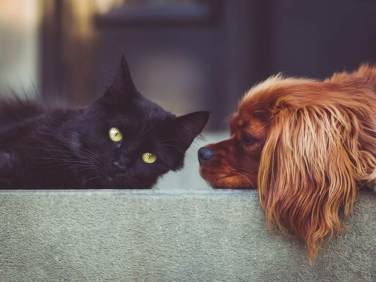 Los perros y gatos suelen transmitir varias enfermedades si no se tiene el cuidado correspondiente.