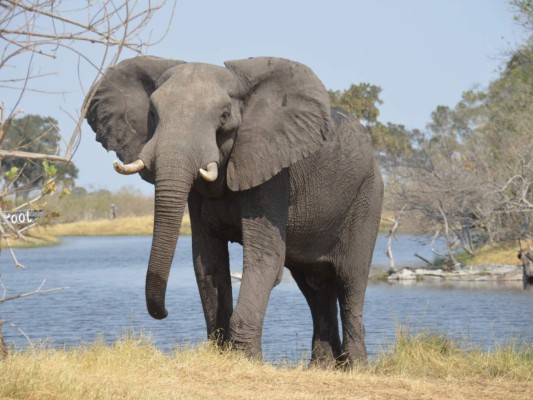 ¿Por qué los elefantes tienen las orejas grandes?  