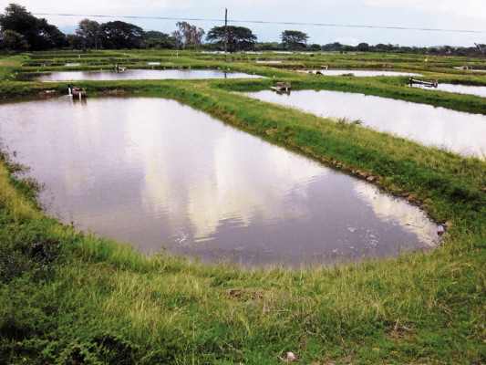 Sube producción artesanal de tilapia en Comayagua