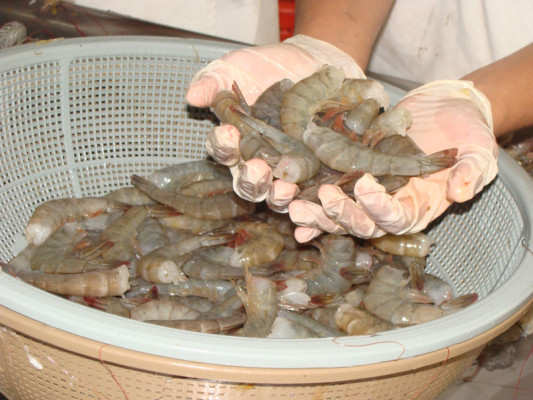 Honduras perdió L22 millones por alquiler de camaroneras