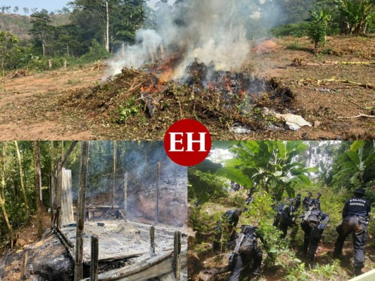 Queman narcolaboratorio y más de ocho mil plantas de coca en Colón