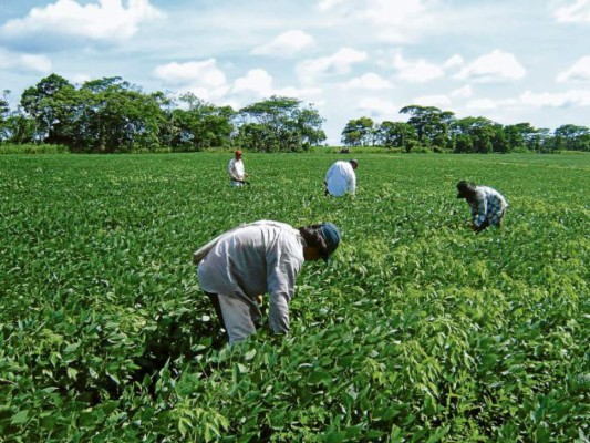Olancho liderará el cultivo de soya