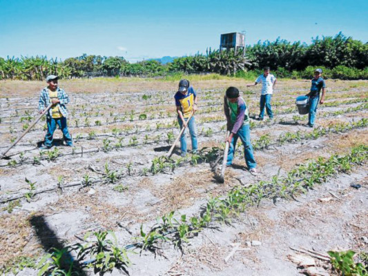 Formación educativa y agrícola reciben miles de niños pobres de Comayagua
