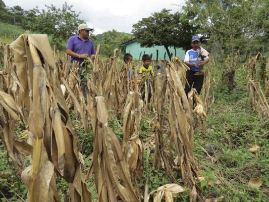 Sequía deja sin alimentos a 1,600 familias del sur de Guajiquiro