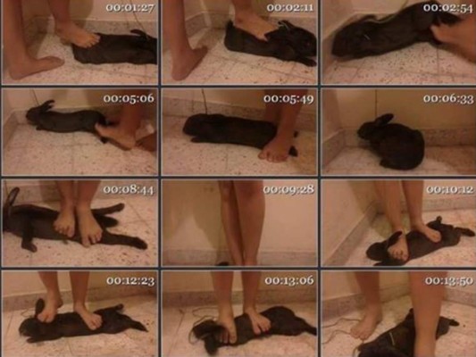 Indignación por nuevo caso de maltrato animal