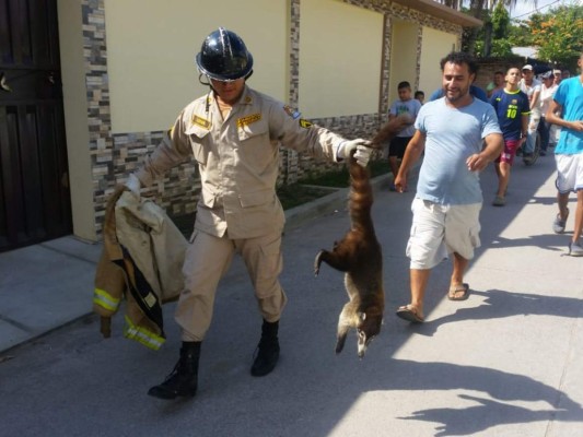 Rescatan a mapache que se había 'atrincherado' en un árbol para huir de perros