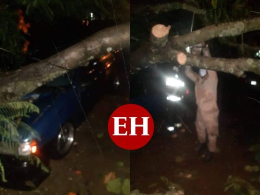 Lluvias provocan caída de árbol y deslizamiento de rocas en la capital