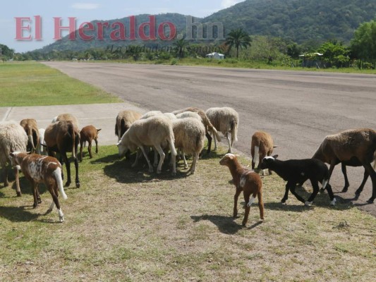 Fotos: Llena de baches y usada como corral, así está la pista del aeródromo de Trujillo