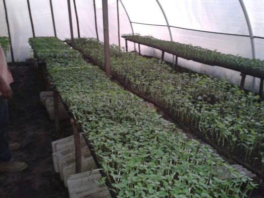Productores de ajonjolí del sur buscan ampliar cosecha y ventas