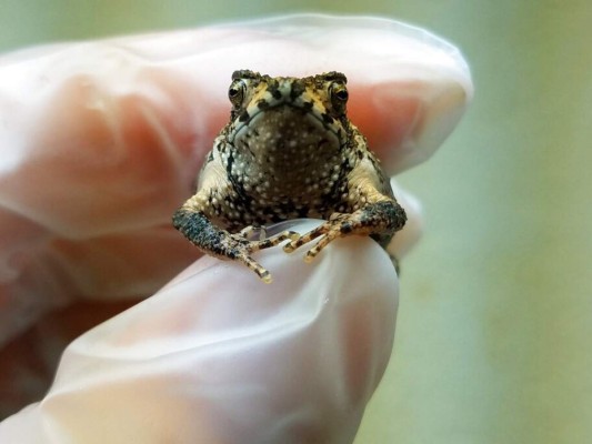 Nace sapo puertorriqueño por fertilización in vitro&nbsp;