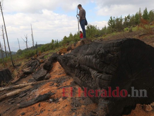 Más de 19 mil hectáreas afectadas por incendios forestales