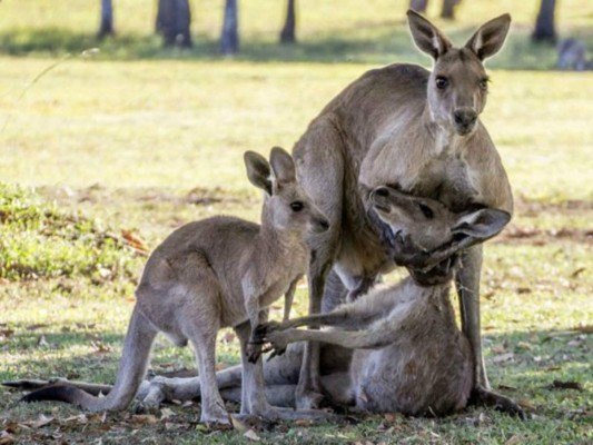 Parejas de canguros conmueven al mundo