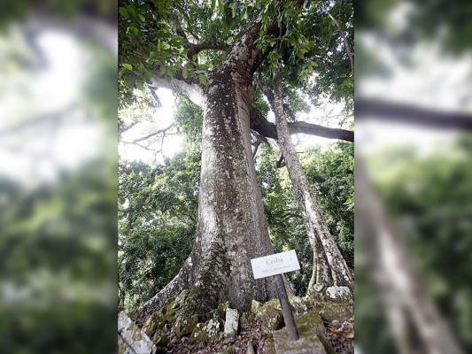 Flora y Fauna