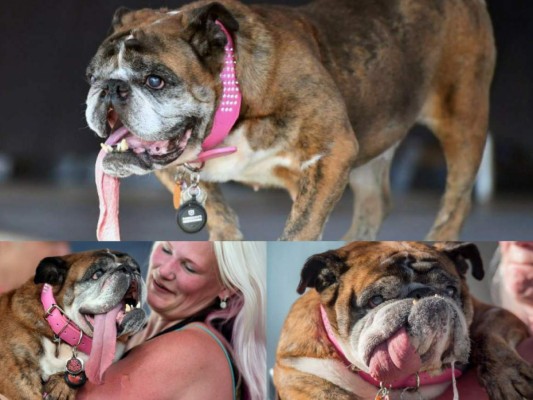 Así es Zsa Zsa, el bulldog baboso de California considerado el perro más feo del mundo