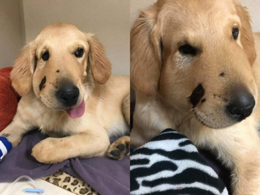 Perro muerde a una serpiente cascabel y salva a su dueña