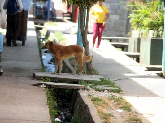 &nbsp;El 14 de marzo iniciará la vacunación canina en Tegucigalpa