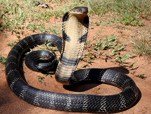 Acusan a hombre de matar a su esposa con una cobra &nbsp;