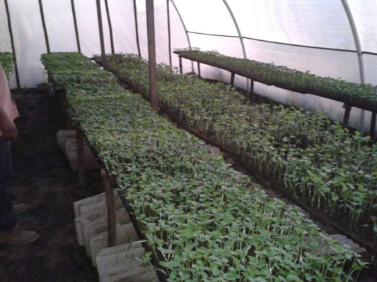 Ajonjolí sureño atrae el interés de empresarios de China Taiwán