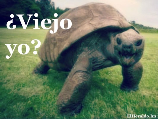 Los 11 animales que viven más años que los humanos