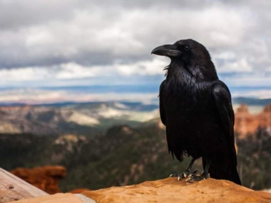 El impactante caso de las gemelas que solo hablaban entre ellas con un lenguaje misterioso