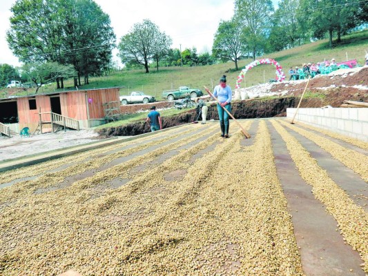 Buscan mejorar utilidad del café