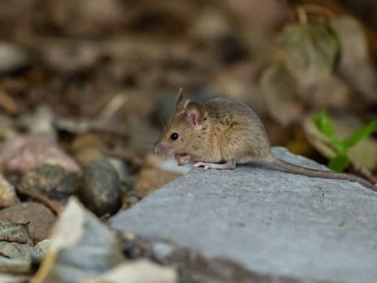 10 datos sobre el hantavirus, enfermedad transmitida por roedores