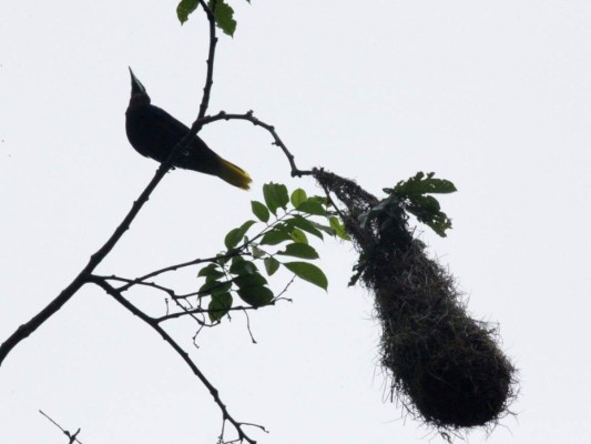 Lago Fest: un paraíso para senderismo, kayak y avistamiento de aves